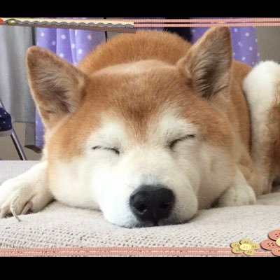 柴犬ころちゃん はじめまして 柴犬のコロです 14歳と老犬で今更ですがtwitterを始めました かなり弱ってきたコロ をみて これからのコロの人生を何かの形で残したいと思ったからです 日頃からワンちゃんの飼い主さんや元気なワンちゃんの写真を 柴犬ころちゃん はじめまして 柴犬のコロです 14歳と老犬で今更ですがtwitterを始めました かなり弱ってきたコロ をみて これからのコロの人生を何かの形で残したいと思ったからです 日頃からワンちゃんの飼い主さんや元気なワンちゃんの写真を