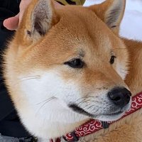 キオ (@kio_mh_mamesuke) 's Twitter Profile