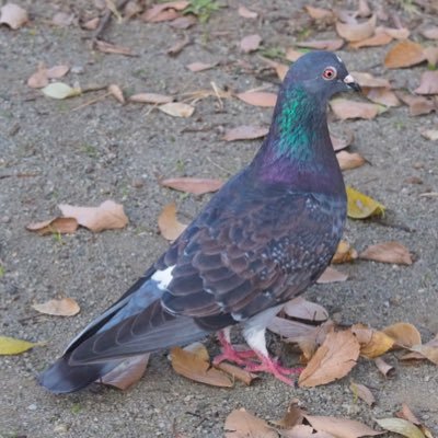 i7_NoName's profile picture. 大学生です。犬と将棋が好きです。