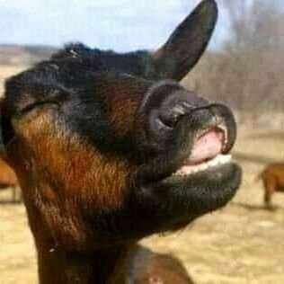 areolafreak's profile picture. For the love of huge ebony areolas