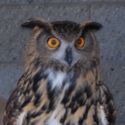 DanLeHibou Profile Picture