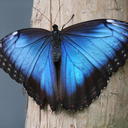 Alison Kay - @Socialistcredo - Twitter