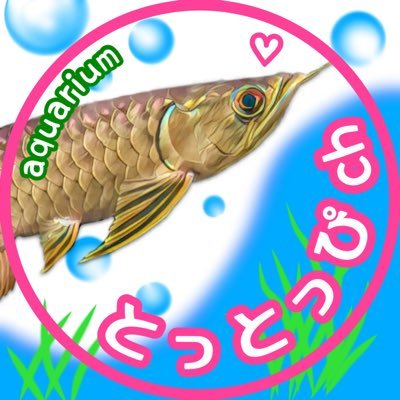 熱帯魚.アクア.古代魚.大好き！綺麗な子たちを育てたい♡我が子たちを見てもらいたい！少しでも参考になりたい！の思いで、お魚さん.水槽についてのYouTube動画をあげています！アロワナ.ポリプ.トーマン.グッピー.テトラ...アクア好きな人と繋がりたい！ぜひ覗いてみてください(o^^o)#とっとっぴch