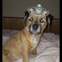 Midge (The Dutchess of Moray) 🐶(@HRHMidgeOBE) 's Twitter Profile Photo