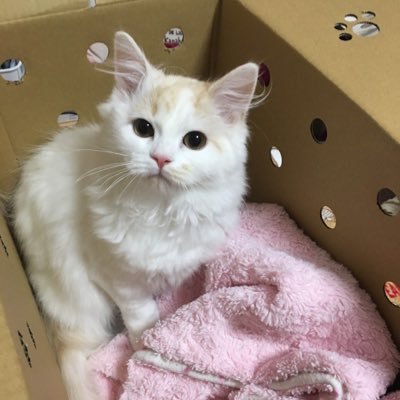 桃太郎 僕と握手しませんか 一回10円ですけど 猫好きさんと繋がりたい スコティッシュ ぬこ