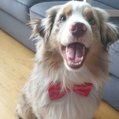 Skelevra2's profile picture. .