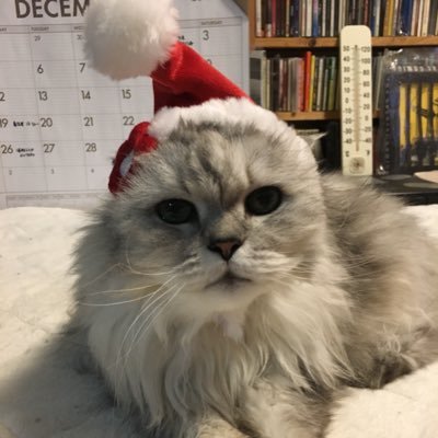 猫好き、旅好き、タバコ嫌い。全てのライブハウスと飲食店を禁煙に!愛用のカメラはSONY α NEX-3。X(旧twitter)の写真はiPhone12miniで撮影しています。カーネーションとアビスパ福岡ファンクラブ会員。アイコンは、ぐーのすけ(猫)2001.7.10-2020.11.6