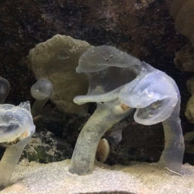 ほわいとくらぶさんのプロフィール画像