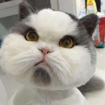 tdeXSn3Vted8rye's profile picture. 