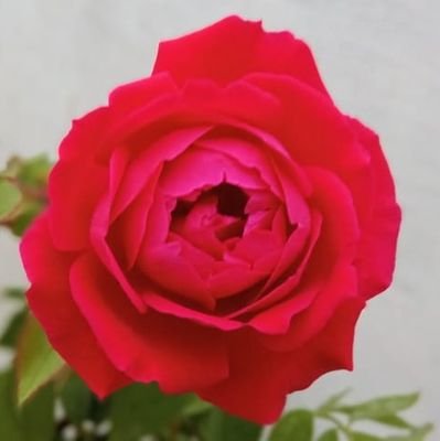 SeemaVishwakar's profile picture. 👩👩‍🌾