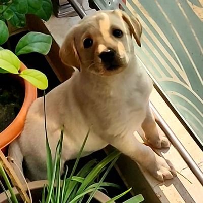 My name is Daisy. 
I'm 10 weeks old and my dady makes videos to help other learn about dog care. 
Breed: Labrador🐶
Please subscribe my channel ❣️🐶