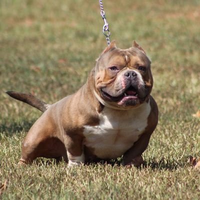 Exotic/American Bully breeder