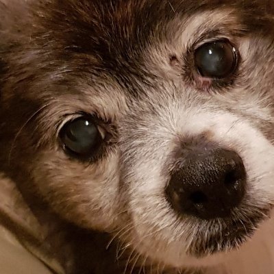 rufus001's profile picture. Grumpy old Aussie.