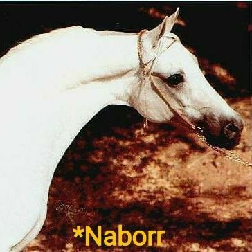 Writer. Anthropologist. Arabian Horse Nerd. Beatlemaniac. Award-winning @HistoryPress author.
  https://t.co/8NgYhvL7Hn  #equinehistory