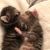 Forgotten felines, Whose cat is this? (@ruthann28727639) Twitter profile photo Forgotten felines, Whose cat is this? (@ruthann28727639) Twitter profile photo