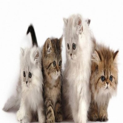 😻| Daily Dose of Adorable Cats!
💌| DM Your Pictures🐱