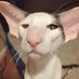 Ari Shaffir (@arishaffirjoto) Twitter profile photo Ari Shaffir (@arishaffirjoto) Twitter profile photo