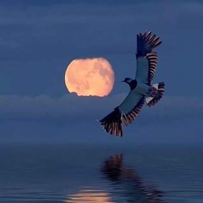 M1440m1's profile picture. اللهم صلِ وسلم علا نبينا