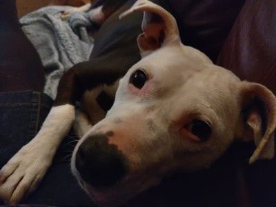 KarenHouchen's profile picture. animal lover