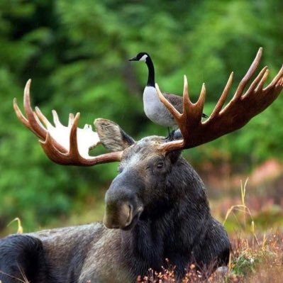 big moose on campus