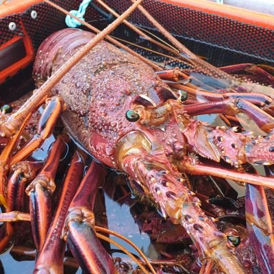 Western Rock Lobster - Rottnest Crayfish