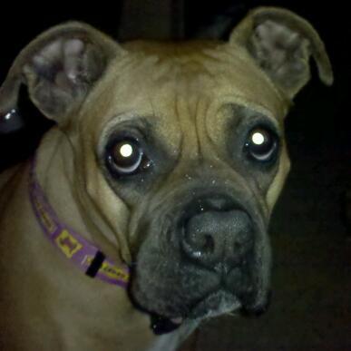 megtheboxer's profile picture. 