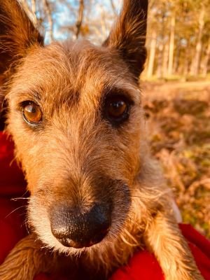 Borahlou's profile picture. 