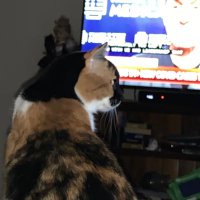 🇨🇦woman supporting Biden (@bidencandian) 's Twitter Profile