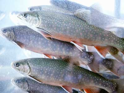 AlanBrown74's profile picture. Aquaponics enthusiast, having fun growing fresh organic fish and vegetables using aquaponics at home to save heaps of money and get much better quality food...