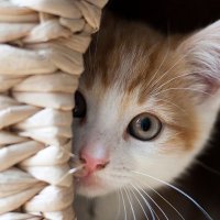 温哥华遛猫ing (@running_tomcat) 's Twitter Profile