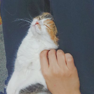 fu23mi23's profile picture. 学校司書12年目。tw14歳。 自分に驚け、期待をやめて観察しよう。