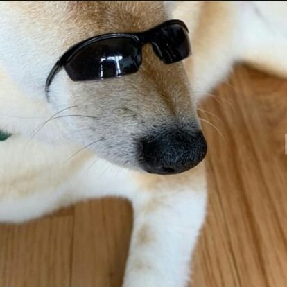 DDDoggoさんのプロフィール画像