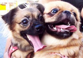 peqmadah's profile picture. Comentários e informações sobre a raça Pequinês e outros bichinhos de muita estimação, como as nossas Madah e Ully.