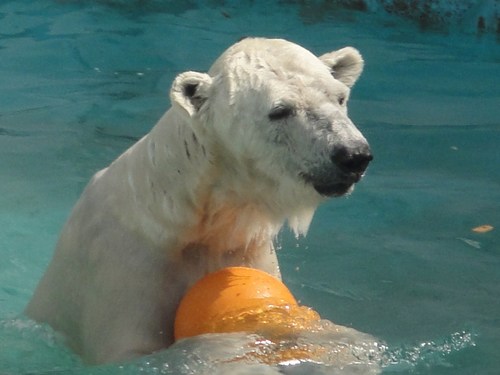 しろくまが大好きです。好きなクマはミリー、オーロラ、サスカッチ、ホウちゃん、フブキ、ゆめ、カイ、ピリカ、イコキロです。東山マレーグマ一家も好きです。日中は多忙につき、リプライ及びフォロバは100%ではありません。アイコンはミリーさん！https://t.co/zptj4w8do1