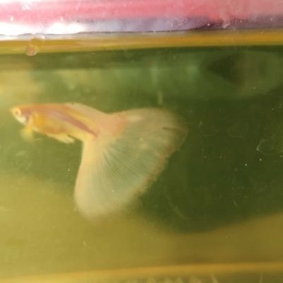 WieKuangwie's profile picture. 