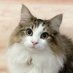 シィク / 猫アカ (@sheik_norwegian) Twitter profile photo シィク / 猫アカ (@sheik_norwegian) Twitter profile photo