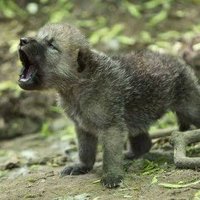 dingdong8 (@dingdong819) 's Twitter Profile