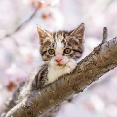 neko_parad's profile picture. 猫ちゃんの動画をひたすらつぶやきます。
気まぐれでRTします。
よろしくお願いします。