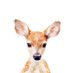 d u l ce 🦌 (@dlcpalacios) Twitter profile photo d u l ce 🦌 (@dlcpalacios) Twitter profile photo