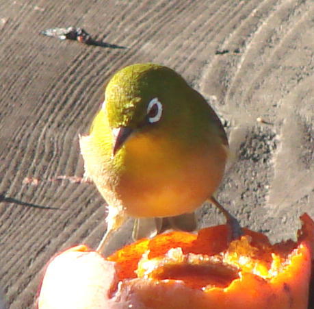 hasirannnaa's profile picture. 学校がへんだぞ。
子どもがバラバラにされている。教員もバラバラにされている。
だけど負けませんよ。