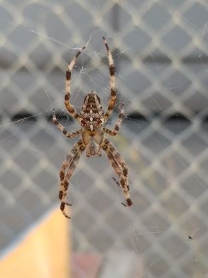 Rebel43660949's profile picture. Good old Canadian biker.🇨🇦🇨🇦
#Trudeaumustgo #RespectAlwaysCoutts4
#Albertastrong #RiderNation
#CanadaFirst
#AlbertaIndependance