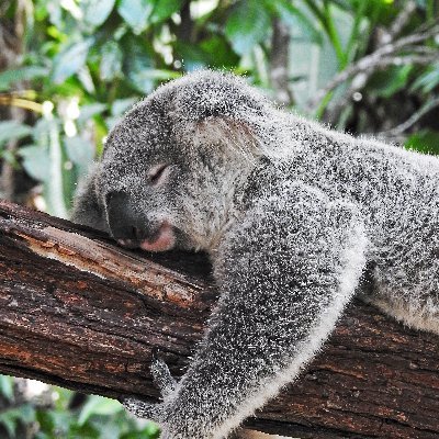 🐨