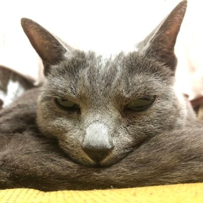 Haru🐈 Profile