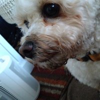 aldopted (@aldops11) 's Twitter Profile