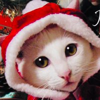 Cat すず (@catsuzuchan_01) 's Twitter Profile Photo Cat すず (@catsuzuchan_01) 's Twitter Profile Photo