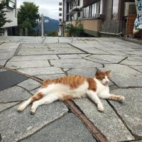 インキャバ子 (@meowmeow_nekoo) 's Twitter Profile