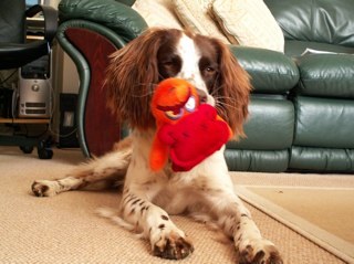 work for the RNLI as Scotland’s Regional Water Safety Lead. Interests include volunteering as Lifeboat Crew, Chairing Water Safety Scotland & walking my dogs