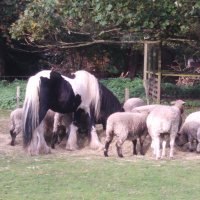 Earthshepherd (@earthshepherd01) 's Twitter Profile