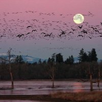 شروق (@_shuruq5) 's Twitter Profile Photo