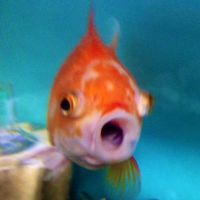 きんぎょ 5m アラサー夫婦 初マタ 予定日は来年6 25 関西住み 現在専業主婦 好きなものは水族館 金魚 あつ森にハマっています 色々と不安になる妊娠期間中 誰かと気持ちや情報を共有したくてマタアカ作りました お気軽にフォローどうぞ きんぎょ 5m アラサー夫婦 初マタ 予定日は来年6 25 関西住み 現在専業主婦 好きなものは水族館 金魚 あつ森にハマっています 色々と不安になる妊娠期間中 誰かと気持ちや情報を共有したくてマタアカ作りました お気軽にフォローどうぞ